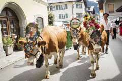 almabtrieb_an_den_bauernherbst_festivitaeten_c_florian_bachmeier_tvb_raurisertal